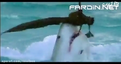 لحظه ی شکار پرنده توسط کوسه