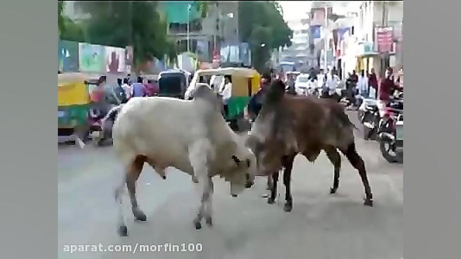 شاخ به شاخ شدن دو تا گاو و له کردن موتور سوار برداشتن خال گوشتی