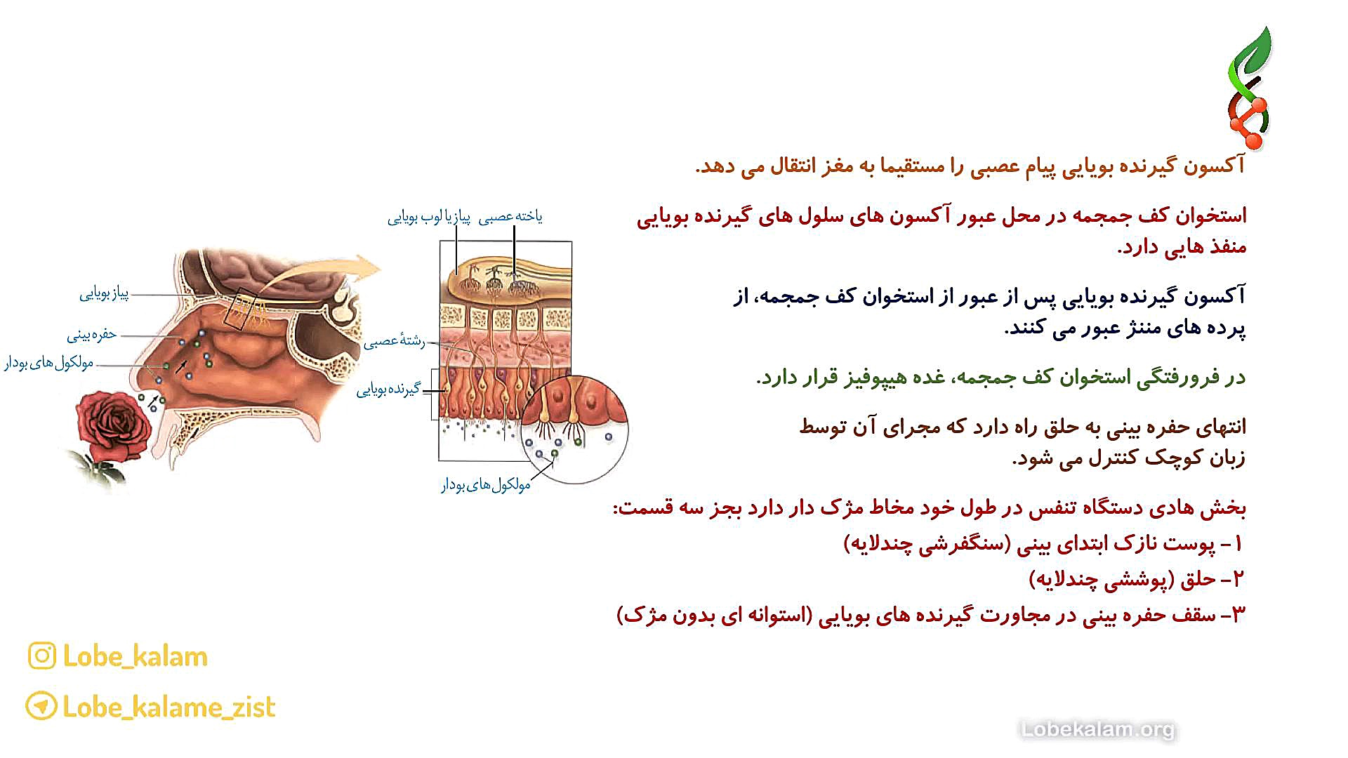 نکات حس بویایی لیفت پیشانی