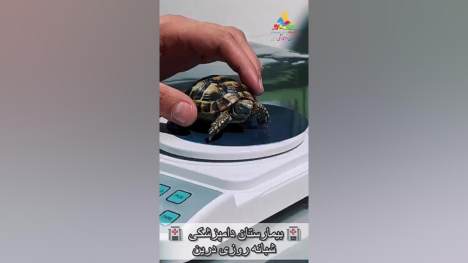 معاینه لاک پشت در بیمارستان دامپزشکی درین پلاسماجت