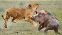 جنگ و نبرد حیوانات - شیر...