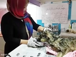 بهبودی سگ نجات یافته