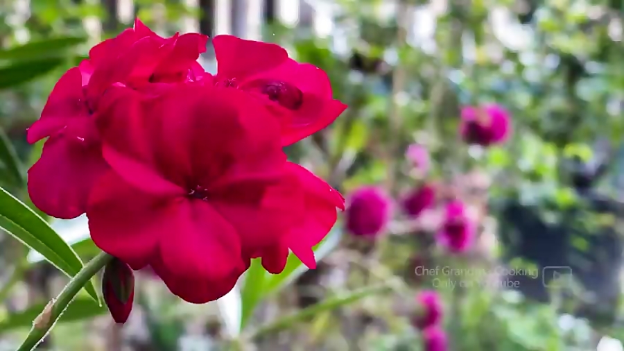 غذای آذربایجان 6