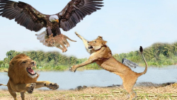 نبرد شیر وحشی با عقاب - ...
