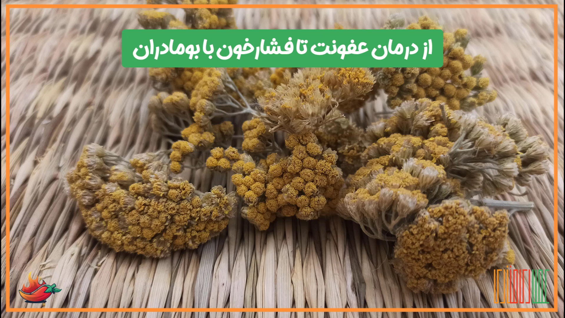 دمنوش بومادران کاهش درد قاعدگی و درمان عفونت و فشار خون بالا پاکسازی پوست