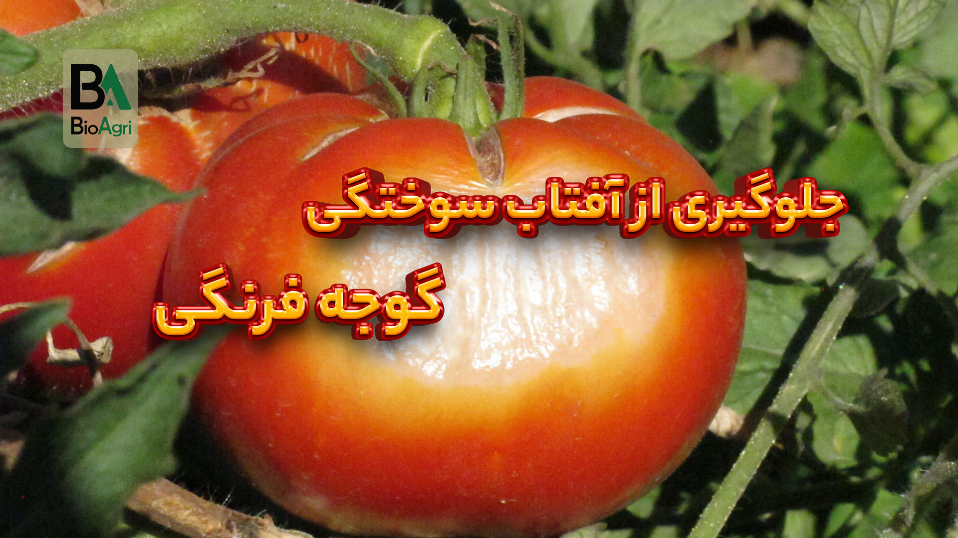 4 راهکار جلوگیری از آفتاب سوختگی گوجه فرنگی جراحی فک