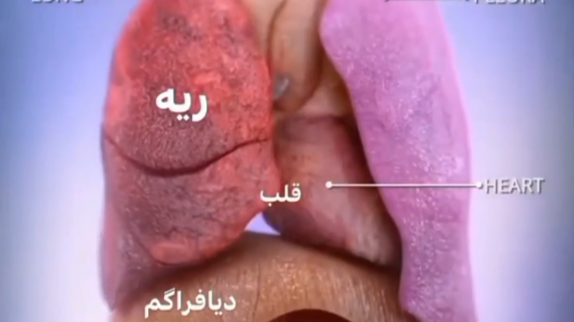 اتفاقات بدن حین تنفس دکتر بیان شریفی-متخصص بیماری های داخلی