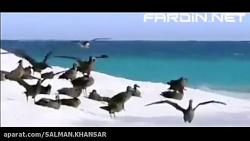 لحظه شکار پرنده توسط کوسه