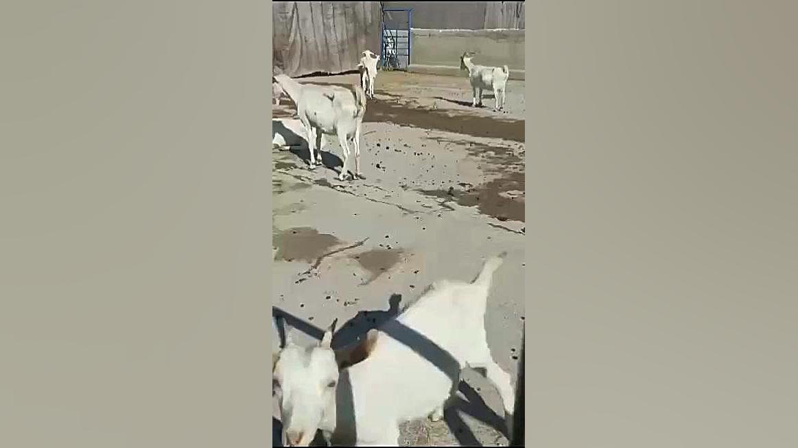 شیر بز برای کم خونی و کاهش همگولبین رفع افتادگی پلک