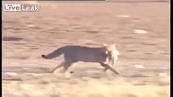 شکار حیرت انگیز پرنده توسط گرب...