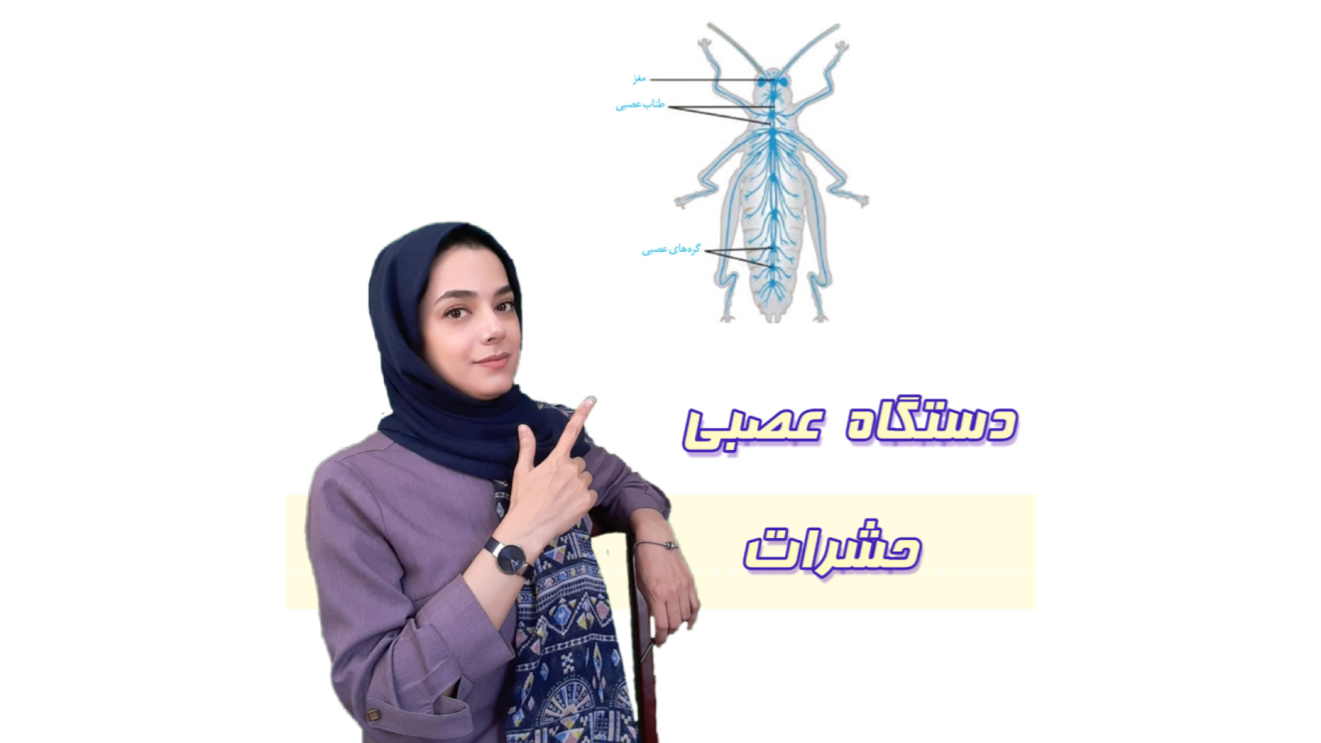 دستگاه عصبی حشرات عصب‌کشی