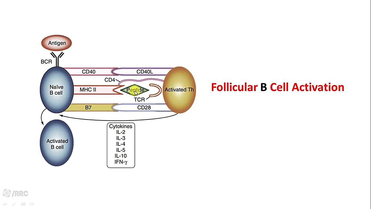 B CELL تزریق بوتاکس