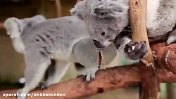 فیلم دوستی عجیب كوآلا و پروانه