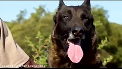 فیلم سگ های چترباز در نبرد با...