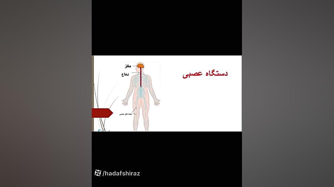 علوم پنجم درس ۵دستگاه عصبی تزریق چربی