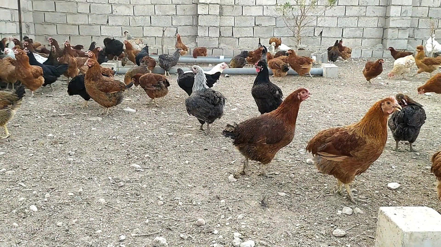 مرغداری حاج غلام ایمانی