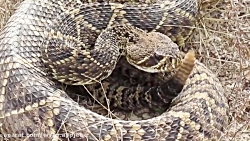 معرفی مرگبار ترین مار های جهان...