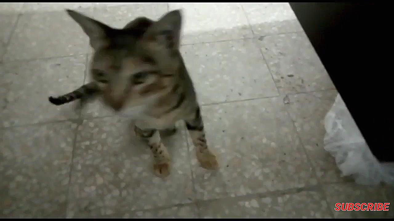 کلیپ صدای گربه مادر