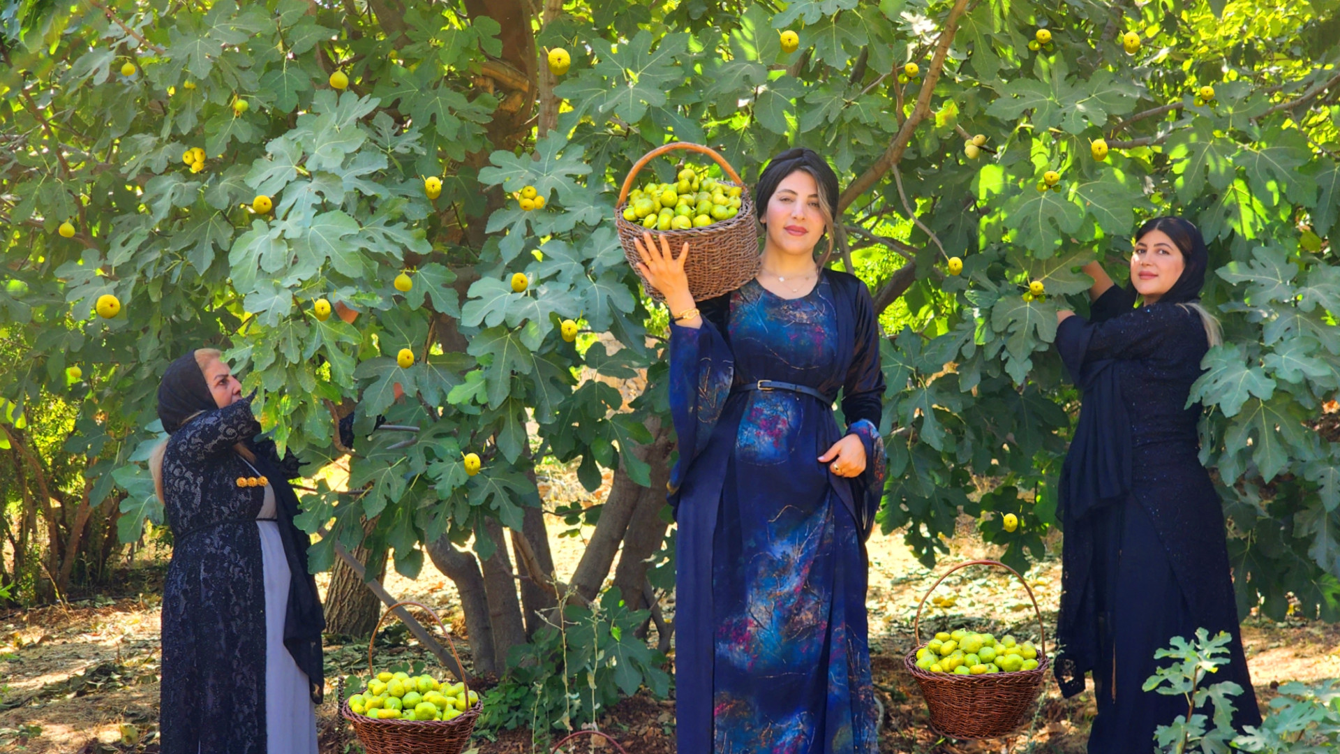 برداشت انجیر تازه و طرز تهیه م...