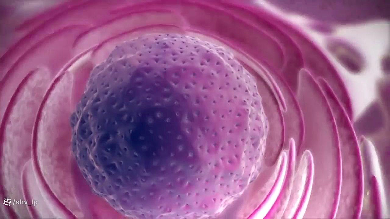 from DNA to protein پلتفرم ارگانوئید انسانی