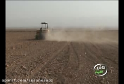 کشت کلزا - برنامه تلویزیونی تل...