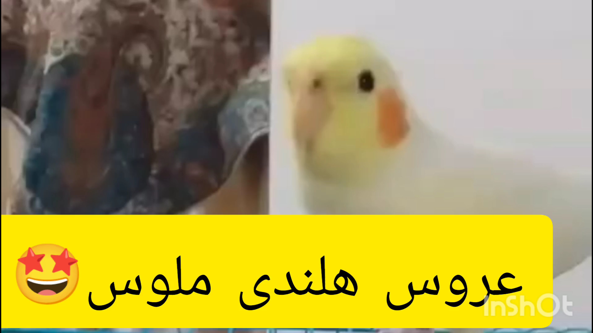 عروس هلندی نازنازی و ملوس / دنیای پرندگان سخنگو۲۰۲۴ زمان36ثانیه