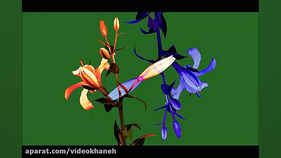 تایم لپس روییدن گل-ویدیوخانه www.videokhaneh.com زمان17ثانیه
