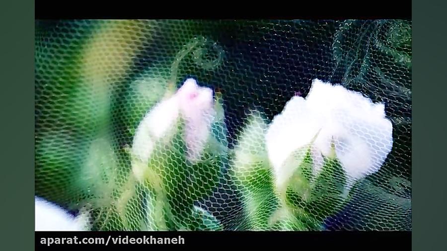 تایم لپس روییدن گل سفید-ویدیوخانه www.videokhaneh.com زمان16ثانیه