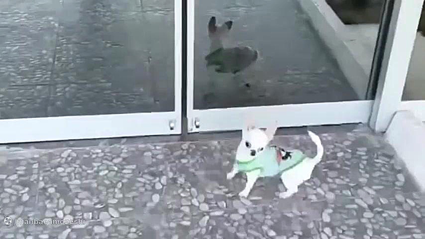 معرفی کامل سگو شیواوا زمان527ثانیه