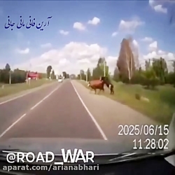 خنده دار ترین تصادف با حیوانات...