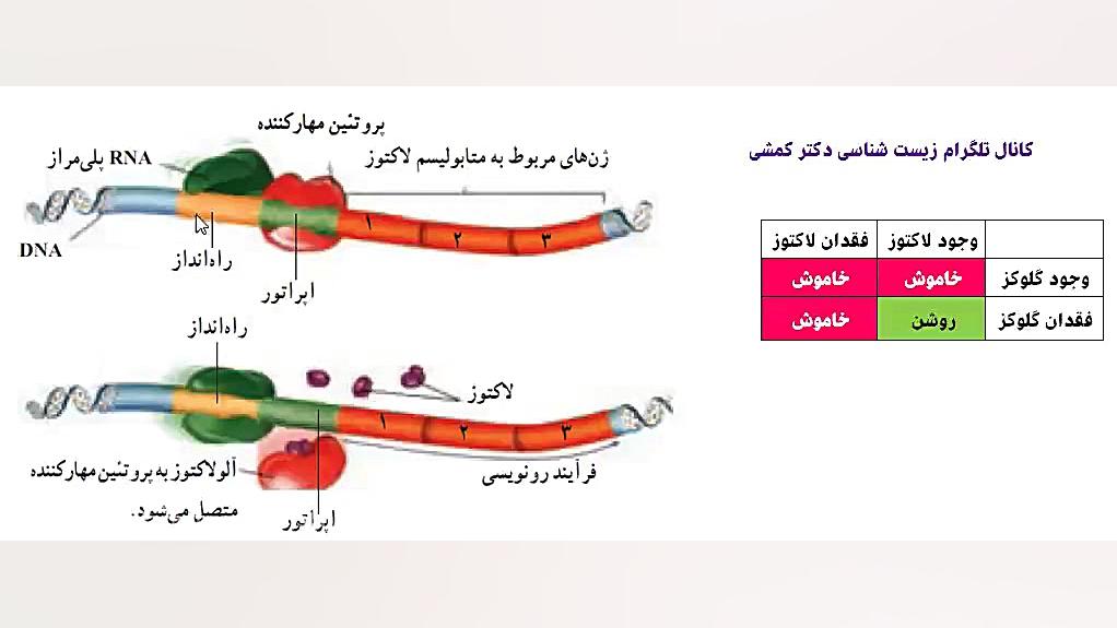 پروتئین سازی (تنظیم بیان ژن اپران لک) بیماری شوگرن