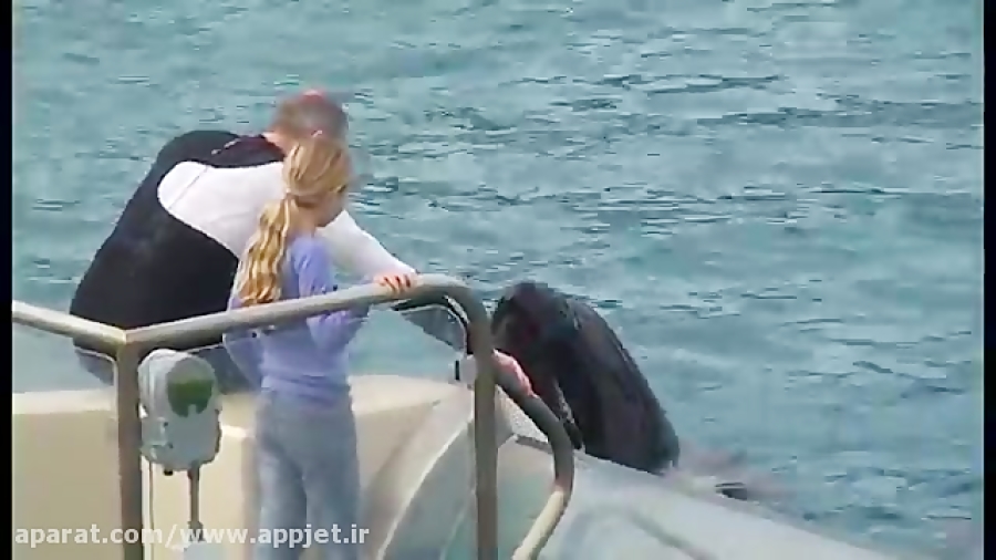 شکار پلیکان توسط نهنگ زنده در...