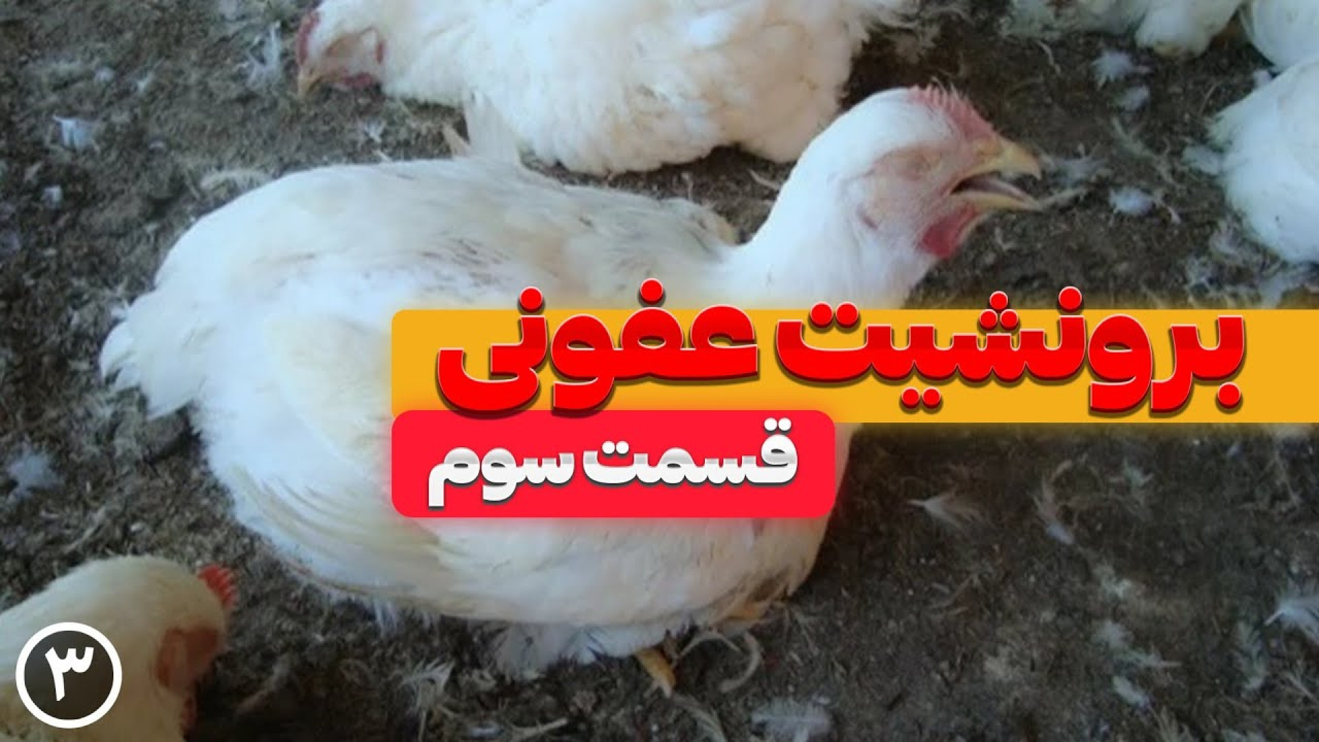 بیماری برونشیت عفونی در مرغ گوشتی (قسمت‌سوم) دکتر محمد مهدی عبدالهی (دامپزشک)
