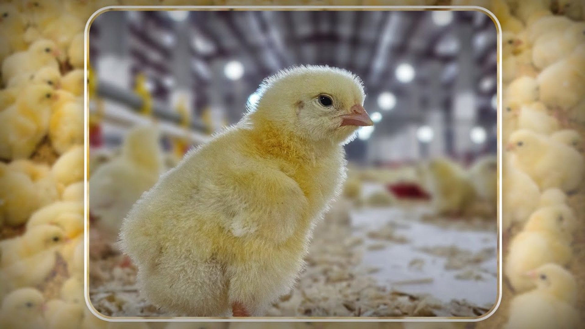 Broiler chickens ️ دکتر محمد مهدی عبدالهی (دامپزشک)
