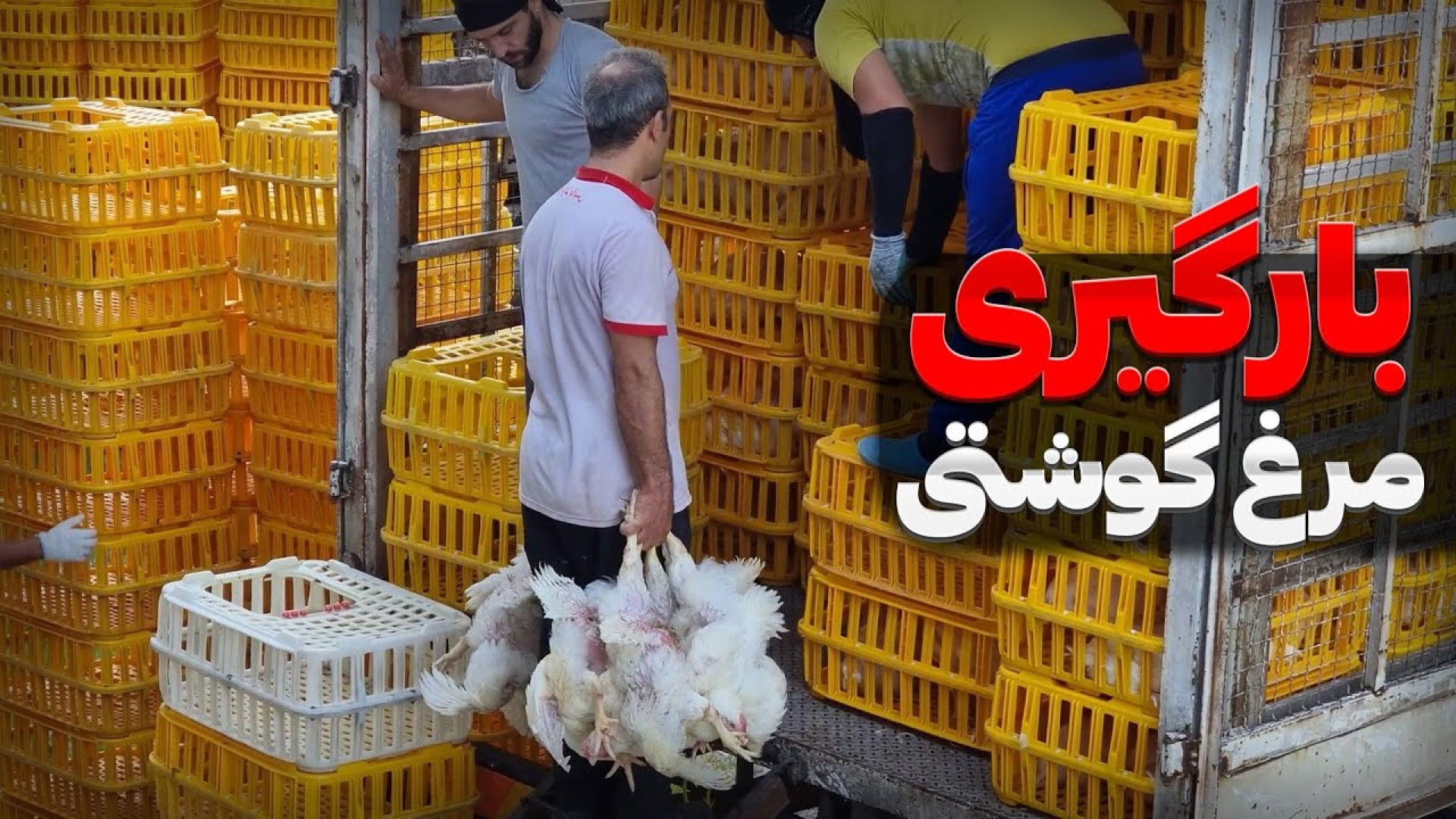 در زمان بارگیری مرغ به چه نکاتی باید توجه کنیم؟ دکتر محمد مهدی عبدالهی (دامپزشک)