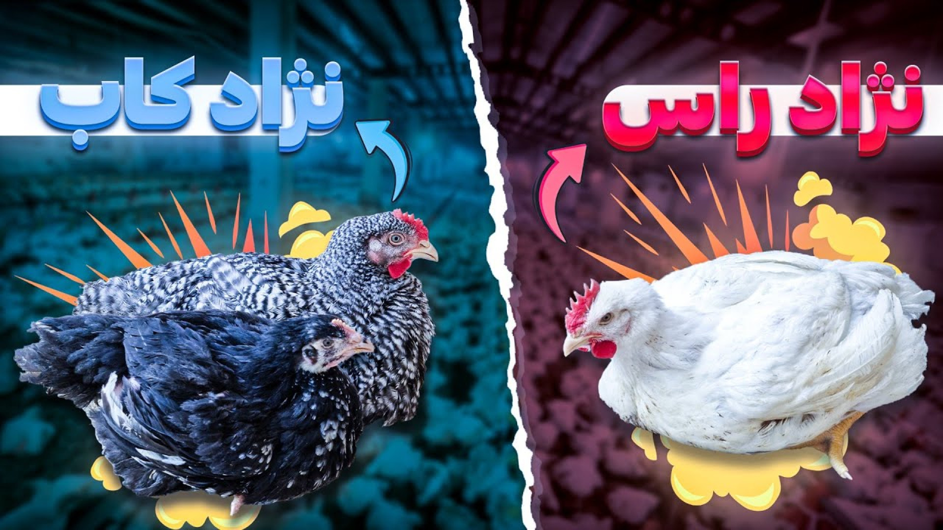 مقایسه بین نژاد راس و کاب در مصرف دان و آب زمان اجرای واکسن آشامیدنی دکتر محمد مهدی عبدالهی (دامپزشک)