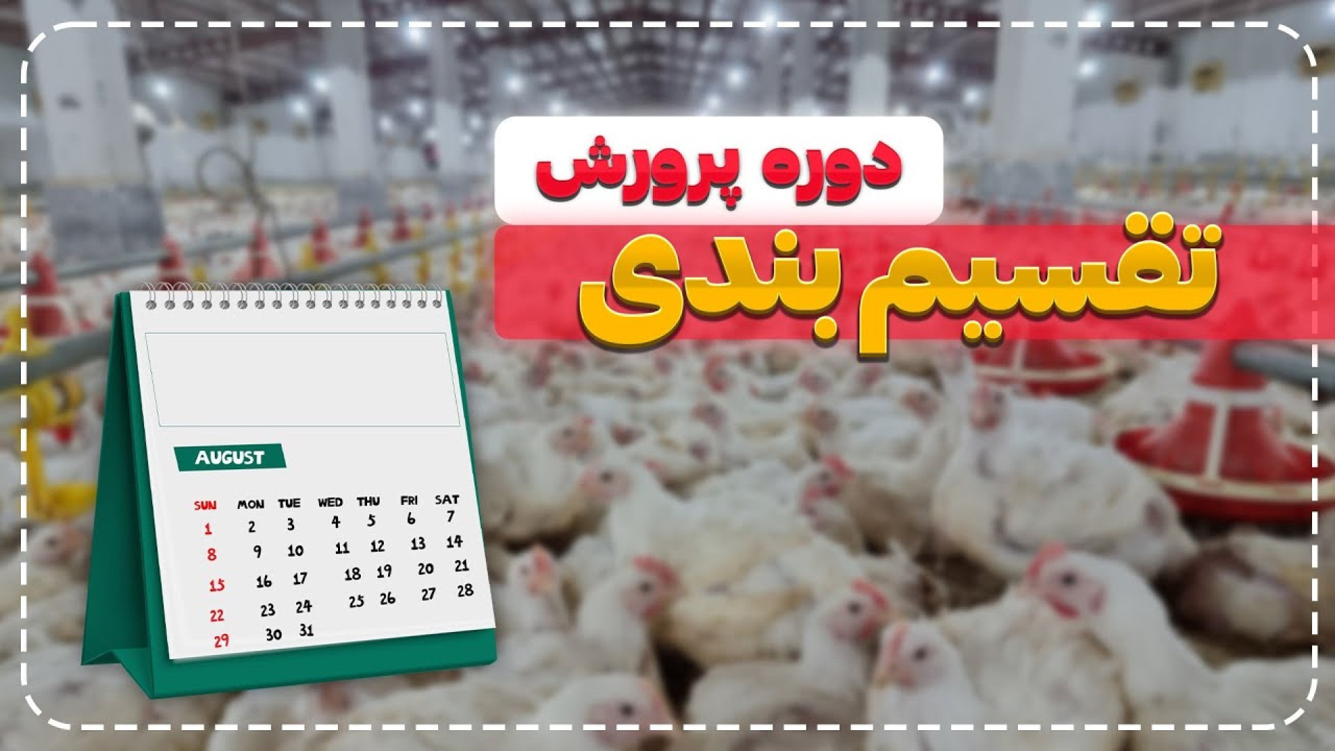 تقسیم بندی دوره پرورش مرغ گوشتی بر اساس خطر ریسک بیماری ها دکتر محمد مهدی عبدالهی (دامپزشک)
