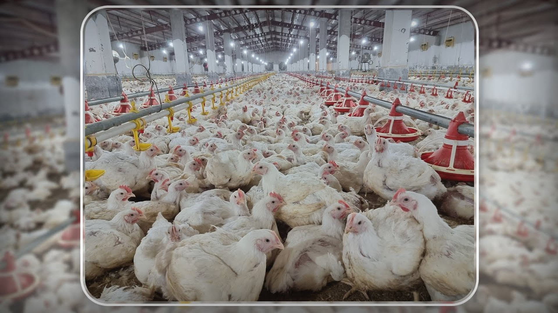 Poultry farming | broiler chickens دکتر محمد مهدی عبدالهی (دامپزشک)