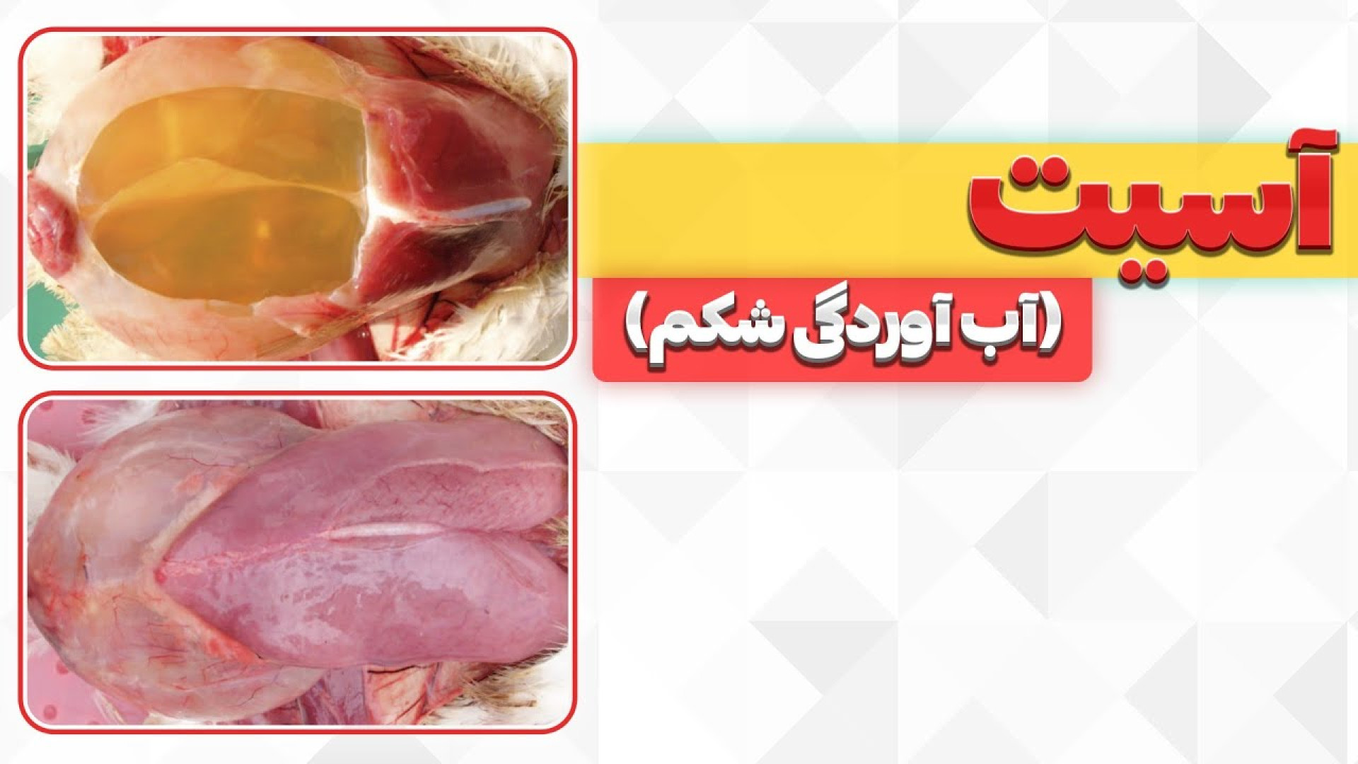سندرم آسیت در مرغ گوشتی دکتر محمد مهدی عبدالهی (دامپزشک)