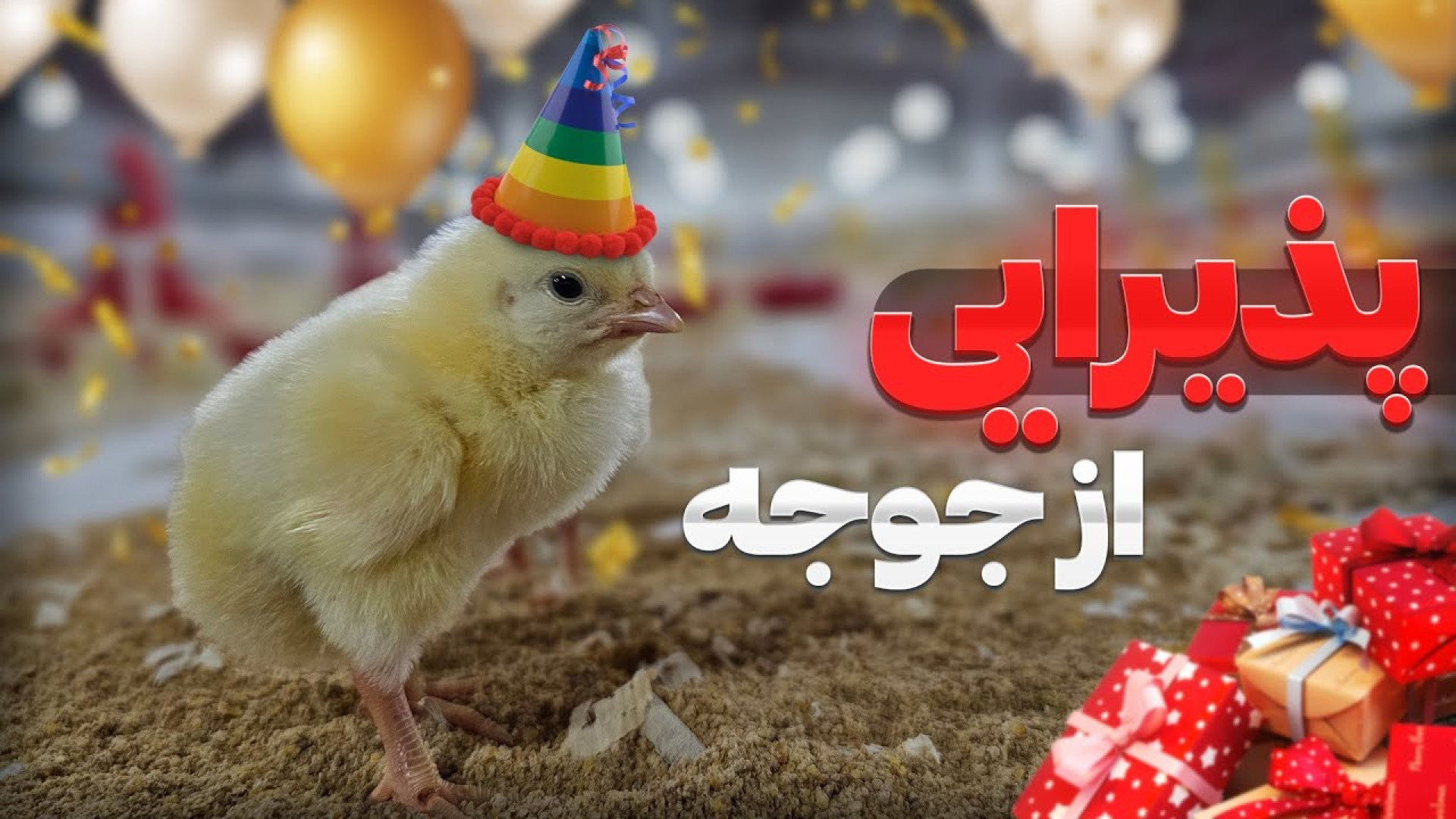 پذیرایی از جوجه های گوشتی در روزهای اول پرورش دکتر محمد مهدی عبدالهی (دامپزشک)