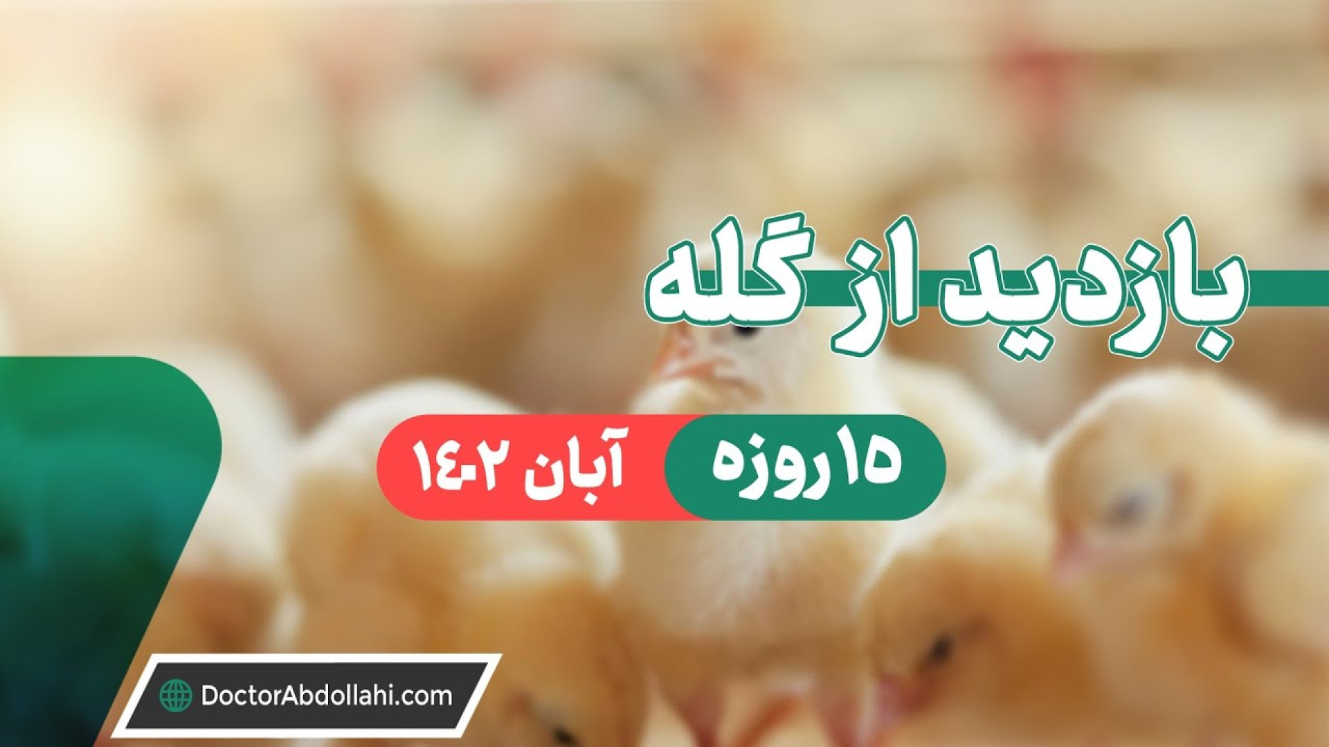 بازدید از سالن پرورش مرغ گوشتی در سن ۱۵ روزگی آبان ۱۴۰۲ دکتر محمد مهدی عبدالهی (دامپزشک)