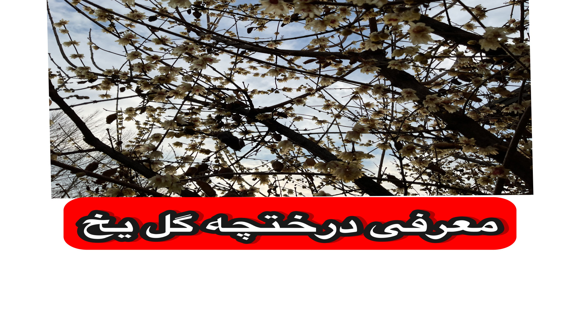 معرفی درختچه گل یخ زمان85ثانیه