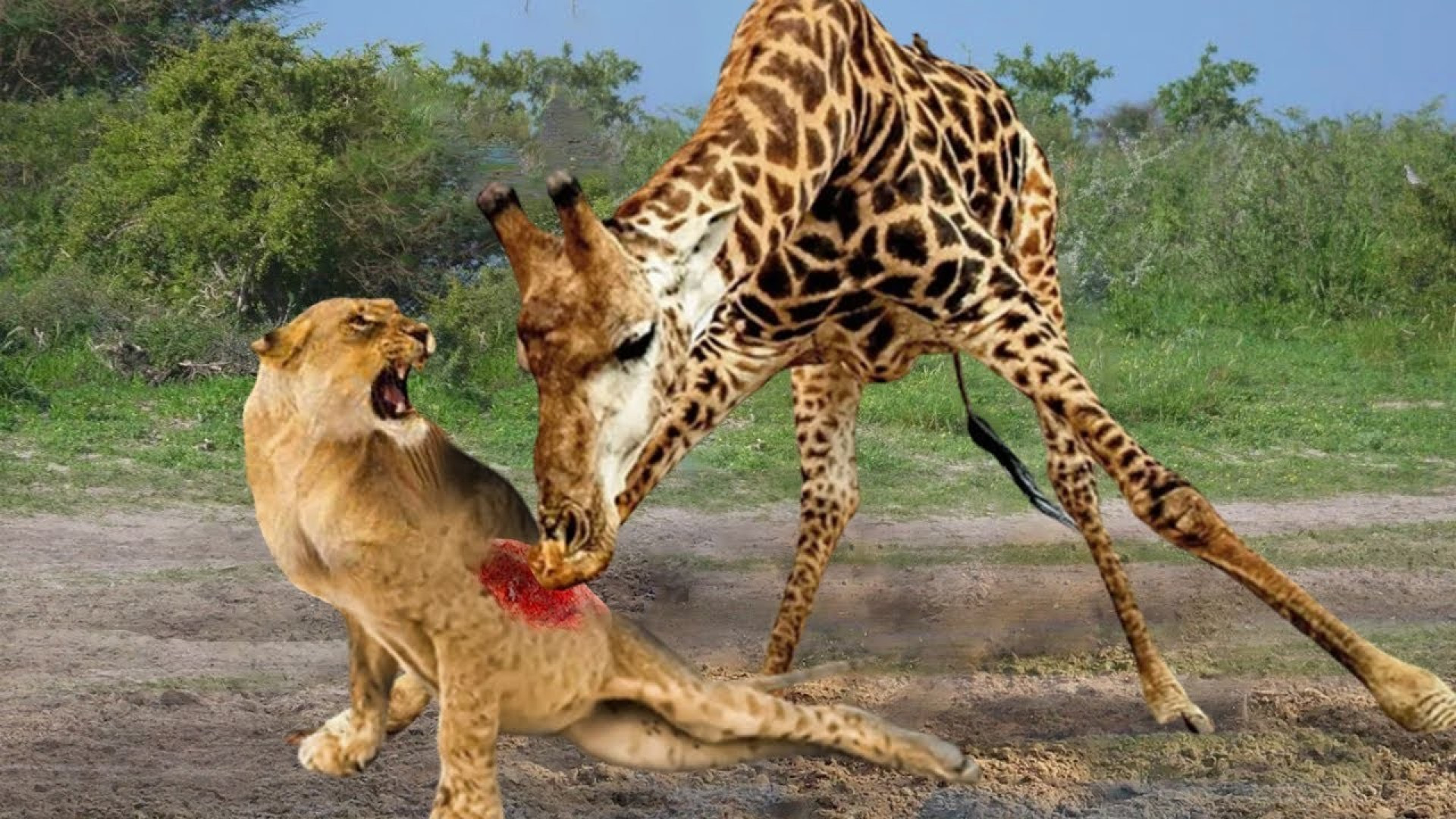 فیلم حیوانات وحشی - شیر در حین تلاش برای شکار توسط زرافه تا حد خستگی شکنجه شد اندودنتیکس