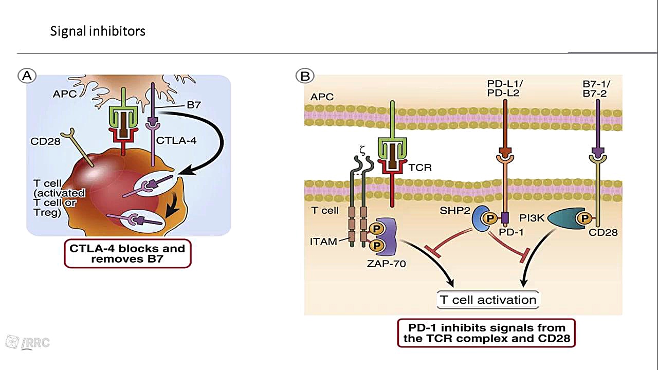 Autoimmunity and tolerance Metabolic Regulation of Immunity دندان شیری