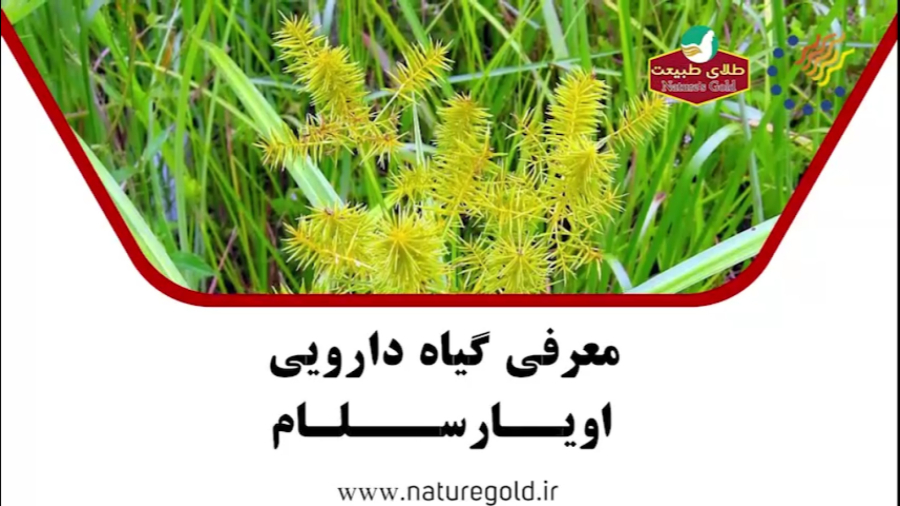 گیاه اویارسلام