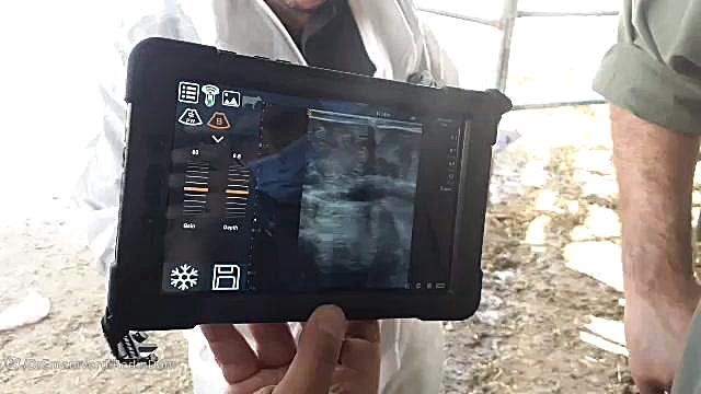 سونوگرافی گاو لیپوست
