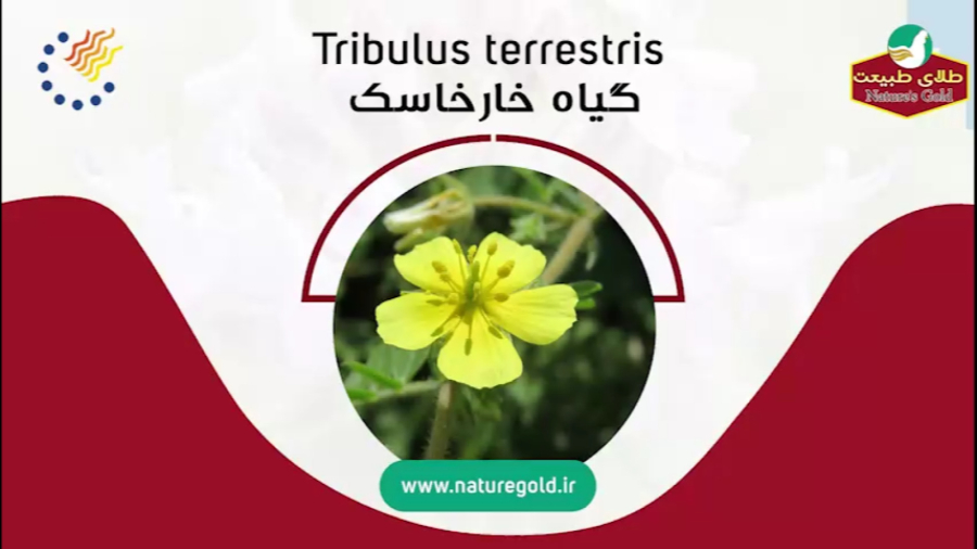 از گیاه خارخاسک چه می دانید؟