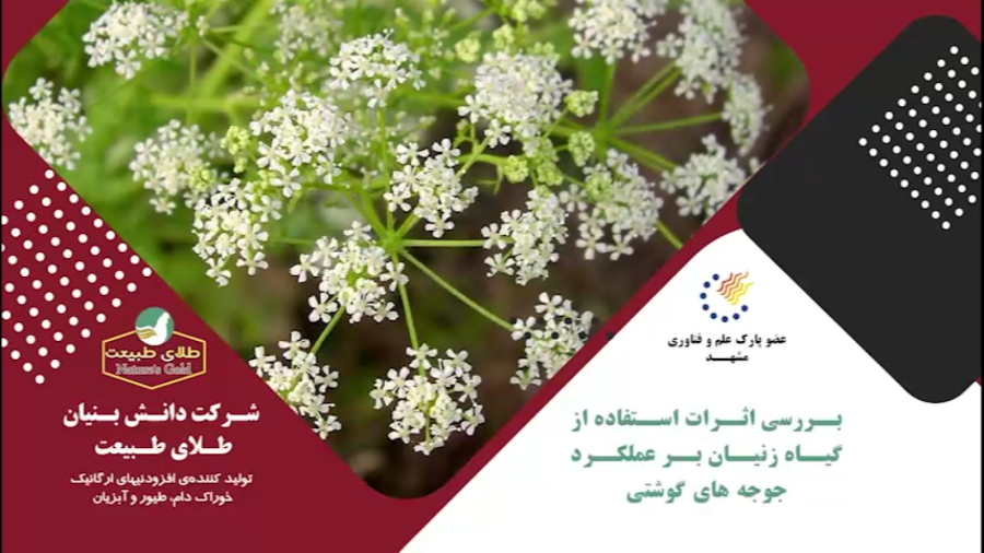 گیاه زنیان واثرات عالی آن بر عملکرد طیور گوشتی