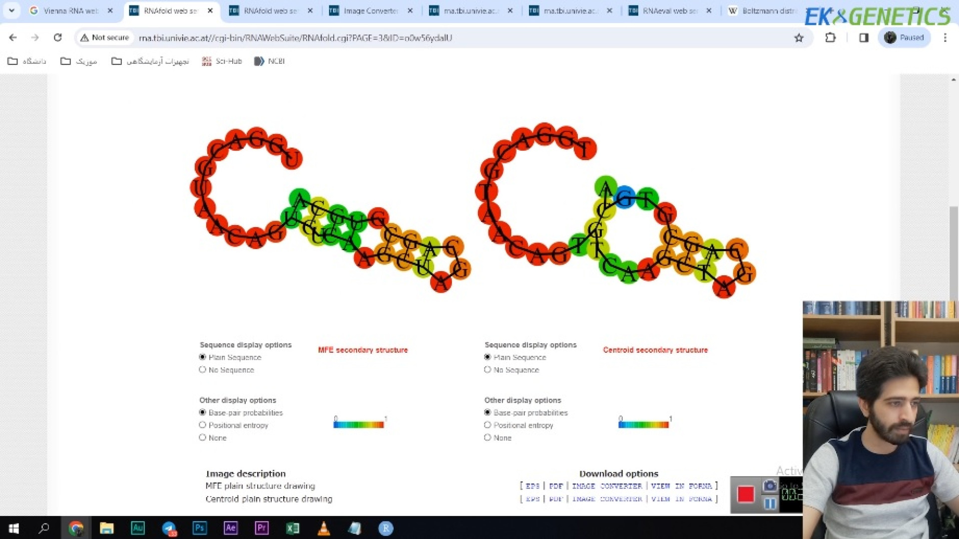 بیوانفورماتیک - پیشبینی ساختار ثانویه RNA ها با استفاده از RNAfold دکتر پوست