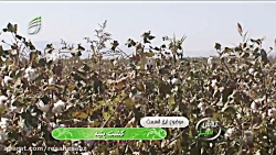 کشت پنبه  برنامه تلویزیونی تلا...